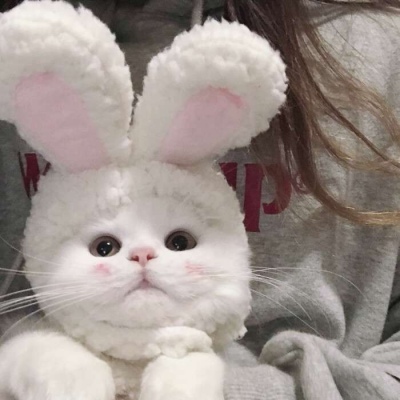 vamos